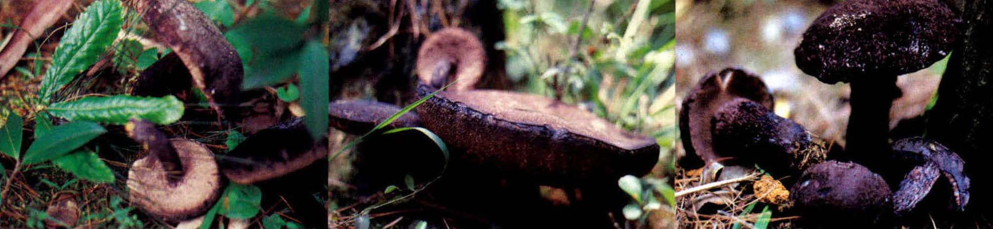 Tylopilus nigricans (pat.& Baker) singer